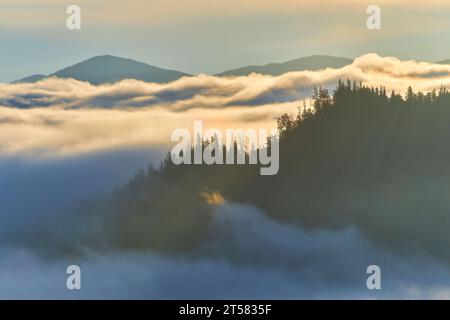 Tauchen Sie ein in die ätherische Schönheit der nebelumhüllten Berggipfel, die mit dichten Kiefernwäldern geschmückt sind. Das mystische Zusammenspiel von Nebel und aufragendem pi Stockfoto