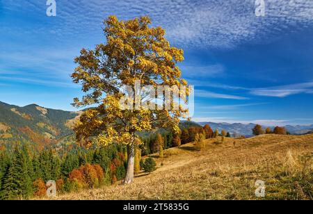 Tauchen Sie ein in die goldene Serenade des Herbstes und erleben Sie die majestätischen Karpaten, die mit der lebendigen Palette der Natur geschmückt sind. Die Luft ist fill Stockfoto