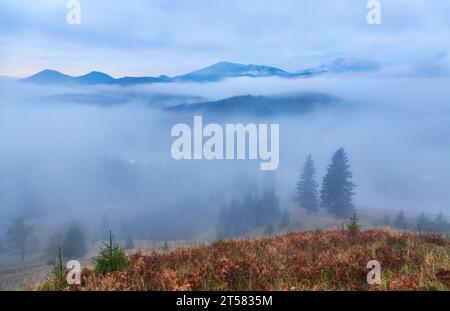 Tauchen Sie ein in die ätherische Schönheit der nebelumhüllten Berggipfel, die mit dichten Kiefernwäldern geschmückt sind. Das mystische Zusammenspiel von Nebel und aufragendem pi Stockfoto