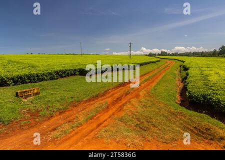 Teeplantagen in der Nähe von Kericho, Kenia Stockfoto
