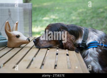 Lustiges Foto von einem jungen roan farbigen Springer Spaniel, der mit einem falschen Plastikhirschkopf von Nase an Nase geht Stockfoto