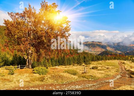 Tauchen Sie ein in die goldene Serenade des Herbstes und erleben Sie die majestätischen Karpaten, die mit der lebendigen Palette der Natur geschmückt sind. Die Luft ist fill Stockfoto