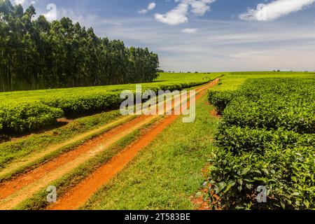 Teeplantagen in der Nähe von Kericho, Kenia Stockfoto
