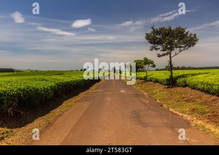 Teeplantagen in der Nähe von Kericho, Kenia Stockfoto