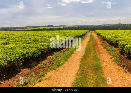 Teeplantagen in der Nähe von Kericho, Kenia Stockfoto