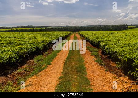 Teeplantagen in der Nähe von Kericho, Kenia Stockfoto