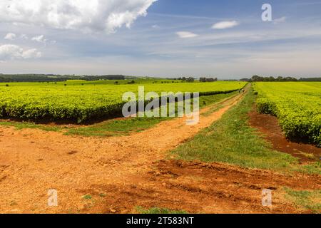 Teeplantagen in der Nähe von Kericho, Kenia Stockfoto
