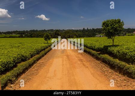 Teeplantagen in der Nähe von Kericho, Kenia Stockfoto