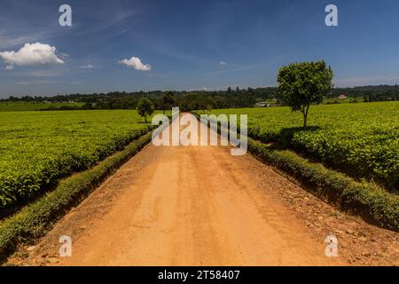 Teeplantagen in der Nähe von Kericho, Kenia Stockfoto