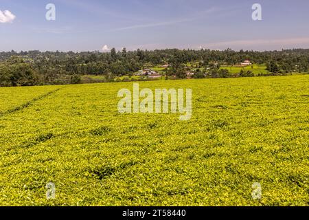 Teeplantagen in der Nähe von Kericho, Kenia Stockfoto