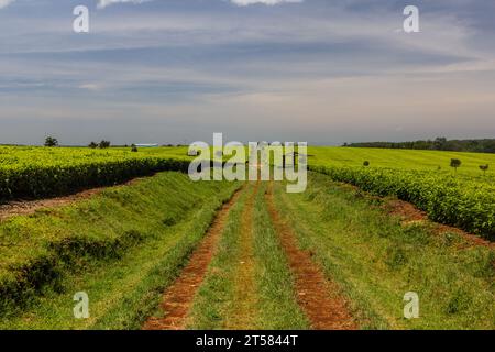 Teeplantagen in der Nähe von Kericho, Kenia Stockfoto