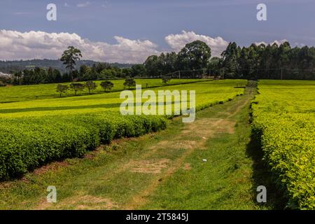Teeplantagen in der Nähe von Kericho, Kenia Stockfoto