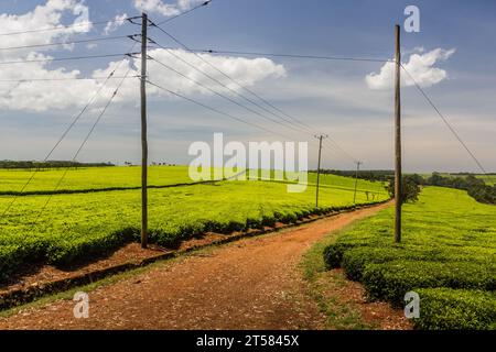 Teeplantagen in der Nähe von Kericho, Kenia Stockfoto