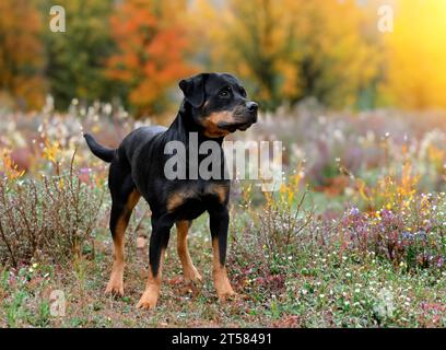 Bild eines jungen Rottweilers, der in der Natur bleibt Stockfoto