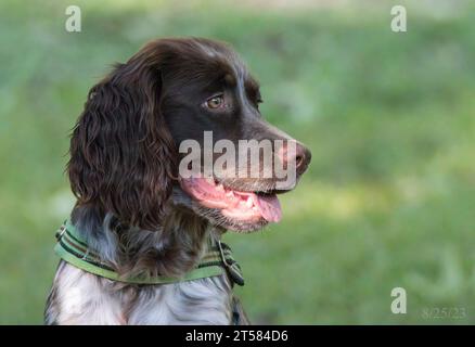 Der junge roan farbige Springer Spaniel posiert mit einem lächelnden, glücklichen Gesicht Stockfoto
