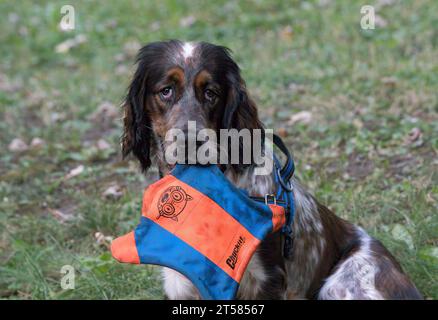 Junger roan farbiger Springer Spaniel, der sein Lieblingsspielzeug hält Stockfoto