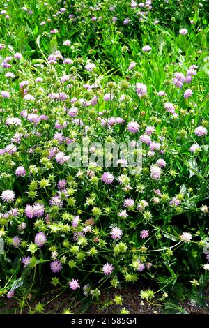 Escabiosa de Sierra Nevada (Knautia nevadensis) ist ein ausdauerndes Kraut, das in den Bergen der Iberischen Halbinsel und in Frankreich beheimatet ist. Dieses Foto wurde in Sierra N aufgenommen Stockfoto