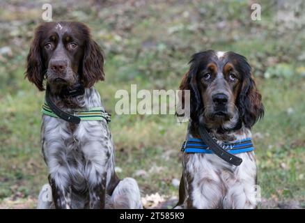 Zwei junge roan farbige Springer Spaniel geben sich aus, als sie etwas falsch gemacht haben Stockfoto