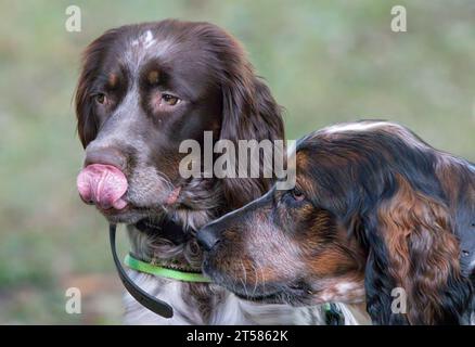 Lustiges Foto des jungen roan farbigen Springer Spaniel, der die Nase leckt Stockfoto