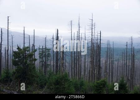 Bäume und Nebelwald bei der Endbesteigung nach Brocken auf der Harzbahn. Stockfoto