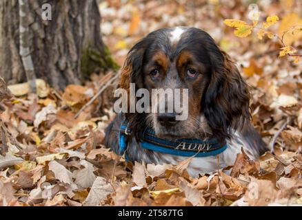 Junger Roan farbiger Springer Spaniel, der sich in Herbstlaub entspannt Stockfoto