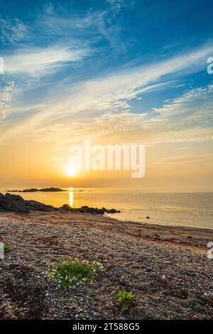 Sea Mayweed an einem felsigen Strand in der Nähe von Peninver bei Sonnenaufgang mit einer Küstenwolkenlandschaft über der Ardnacross Bay auf der Kintyre Peninsula, Argyll & Bute, Schottland Großbritannien Stockfoto