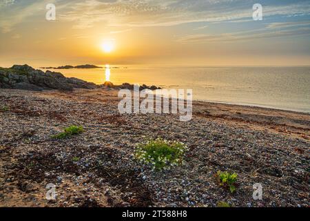 Sea Mayweed an einem felsigen Strand in der Nähe von Peninver bei Sonnenaufgang mit einer Küstenwolkenlandschaft über der Ardnacross Bay auf der Kintyre Peninsula, Argyll & Bute, Schottland Großbritannien Stockfoto