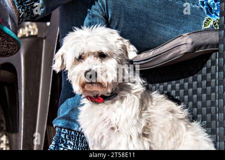 Nahaufnahme eines süßen weißen Bichon Maltes Hundes auf der Terrasse des Hauses Stockfoto