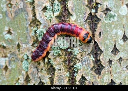 Ziegenmotte (Cossus cossus / Phalaena cossus) raupe auf Baumrinde, heimisch in Nordafrika, Asien und Europa Stockfoto