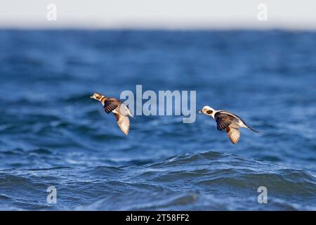 Langschwanzenpaar (Clangula hyemalis / Anas hyemalis), männlich und weiblich im nicht-schlagenden Gefieder, das im Winter über Meerwasser fliegt Stockfoto