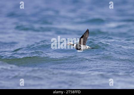 Langschwanzente (Clangula hyemalis / Anas hyemalis) männlich im nicht-schlagenden Gefieder, der im Winter über dem Meer fliegt Stockfoto