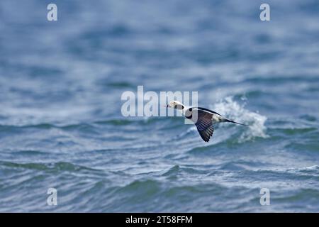 Langschwanzente (Clangula hyemalis / Anas hyemalis) männlich im nicht-schlagenden Gefieder, der im Winter über dem Meer fliegt Stockfoto