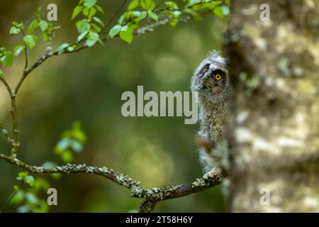 Flauschige Langhaareule (asio otus), die auf dem Birkenzweig sitzt. Vogel im Naturraum, Tschechien Stockfoto