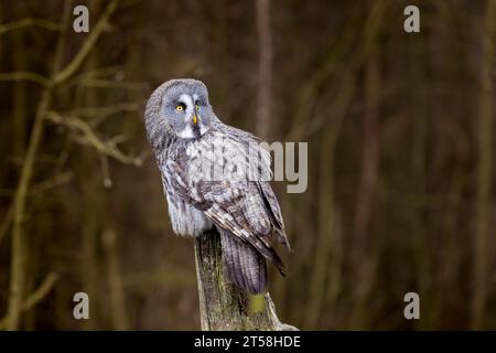 Große graue Eule, Strix nebulosa, Vogeljagd, auf altem Baumstamm sitzend, Porträt der großen Eule. Tierwelt Natur. Stockfoto