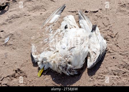 Nahaufnahme eines toten Seevögels am Strand, einer Möwe, ein Opfer der Vogelgrippe-Epidemie, die Seevögelkolonien entlang der Ostküste Schottlands im Jahr 2023 traf. Stockfoto