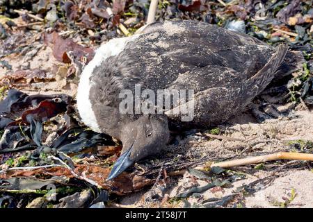 Nahaufnahme einer toten Guillemot (Uria aalge), einem Opfer der Vogelgrippe-Epidemie, die Seevögelkolonien entlang der Ostküste Schottlands im Jahr 2023 traf. Stockfoto