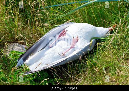 Nahaufnahme eines toten Seevögels, der im Dünengras liegt, möglicherweise eine Heringsmöwe (larus argentatus), ein Opfer der britischen Vogelgrippe-Epidemie von 2023. Stockfoto