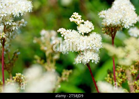 Mädesüß (filipendula ulmaria), Nahaufnahme mit Blick auf die Spitze einer einzelnen Pflanze, die die von ihr produzierten weißen Blüten und Blütenknospen zeigt. Stockfoto