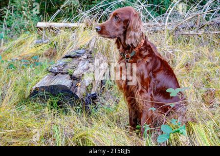 Mit seinem glänzenden Fell sitzt ein irischer Setter im bunten Gras des Herbstwaldes und beobachtet das Jagdgebiet sorgfältig. Stockfoto