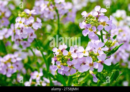 Sea Rocket (Cakile maritima), Nahaufnahme mehrerer rosafarbener Blütenköpfe mit Knospen der gewöhnlichen Pflanze der Küste. Stockfoto