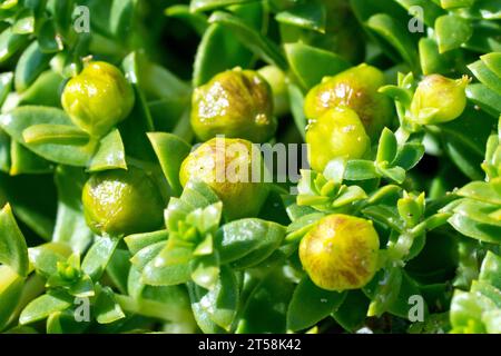 Seesandkraut (Honckenya peploides), Nahaufnahme mit den sich entwickelnden Samenkörnern und dicht gepackten Blättern dieses niedrig wachsenden Seesüchters. Stockfoto