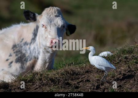 Rinderreiher (Bubulcus ibis) Fütterung neben Rindern Lincolnshire England. Stockfoto