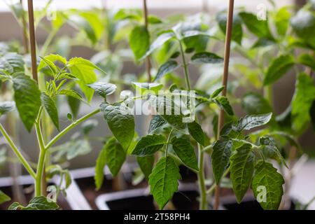 Tomatensämlinge in Kisten auf der Fensterbank aus nächster Nähe Stockfoto