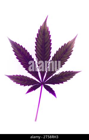 Blätter französischer Kekse Varietät von Marihuana mit hellweißem Hintergrund Stockfoto