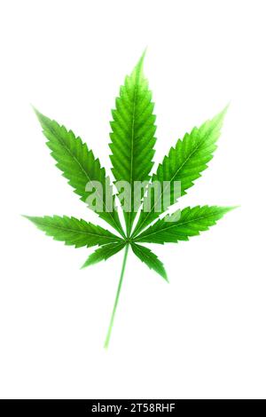 Blätter französischer Kekse Varietät von Marihuana mit hellweißem Hintergrund Stockfoto