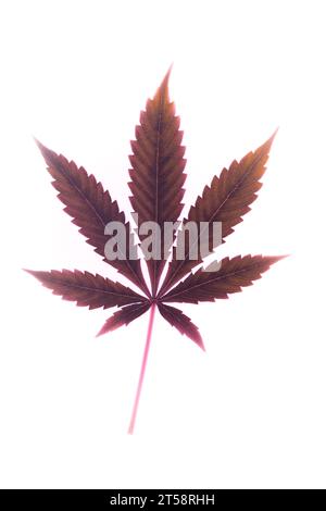 Blätter französischer Kekse Varietät von Marihuana mit hellweißem Hintergrund Stockfoto