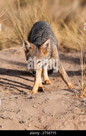 Pampas Graufuchs in Pampas Gras Umgebung, La Pampa Provinz, Patagonien, Argentinien. Stockfoto