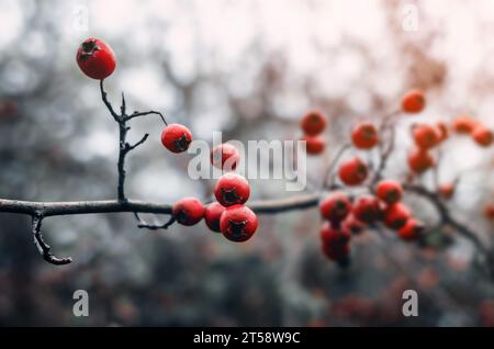 Zweig eines roten Weißdorns ohne Blätter auf verschwommenem grauen Hintergrund. Landschaft Spätherbst im Wald Stockfoto