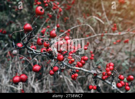 Herbstliche rote Weißdornfrüchte aus der Nähe. Unscharfer grauer Hintergrund. Ruhiger Herbstdatenschoner Stockfoto