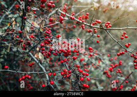 Herbstliche rote Weißdornfrüchte aus der Nähe. Unscharfer grauer Hintergrund. Ruhiger Herbstdatenschoner Stockfoto